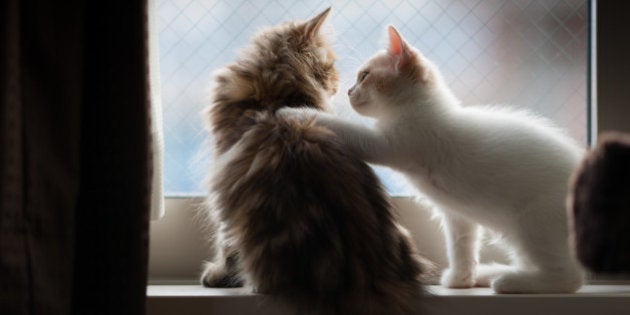 White and cream colored Scottish Fold kitten places paw on shoulder of golden chinchilla persian kitten, while on windowsill.