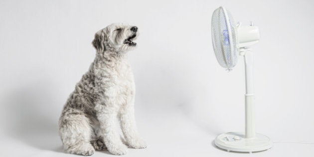The dog and fan in the white back.