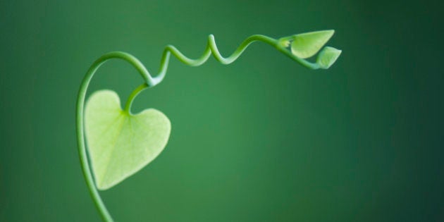 Delicate vine with heart shaped leaves