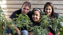 Justiça permite que pais plantem maconha com fins