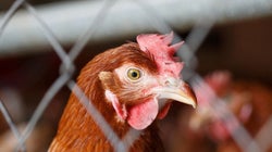 Os grandes avanços para os animais criados para consumo humano no Brasil em