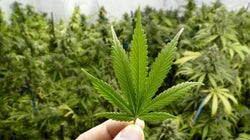 Maconha: Existe um mercado brasileiro rentável para