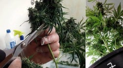 'Meus Dias de Weeds': Como funcionam os Clubs Cannábicos