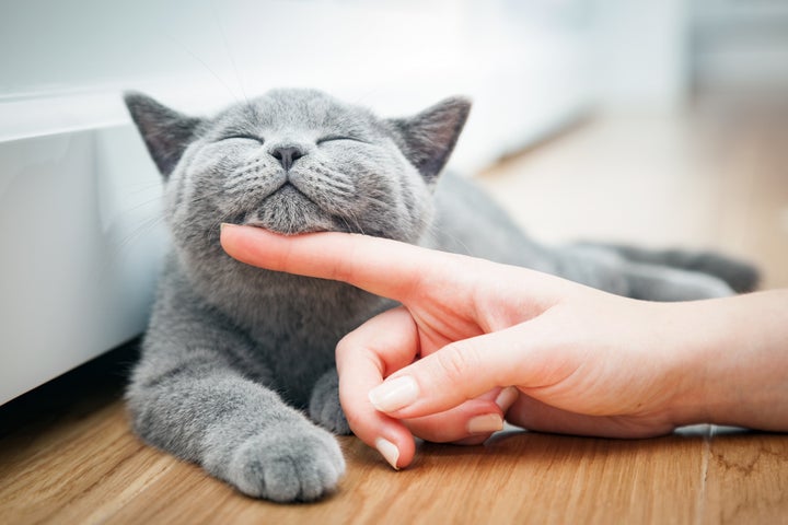 Gatos demonstram que gostam de seus tutores por meio de alguns sinais.