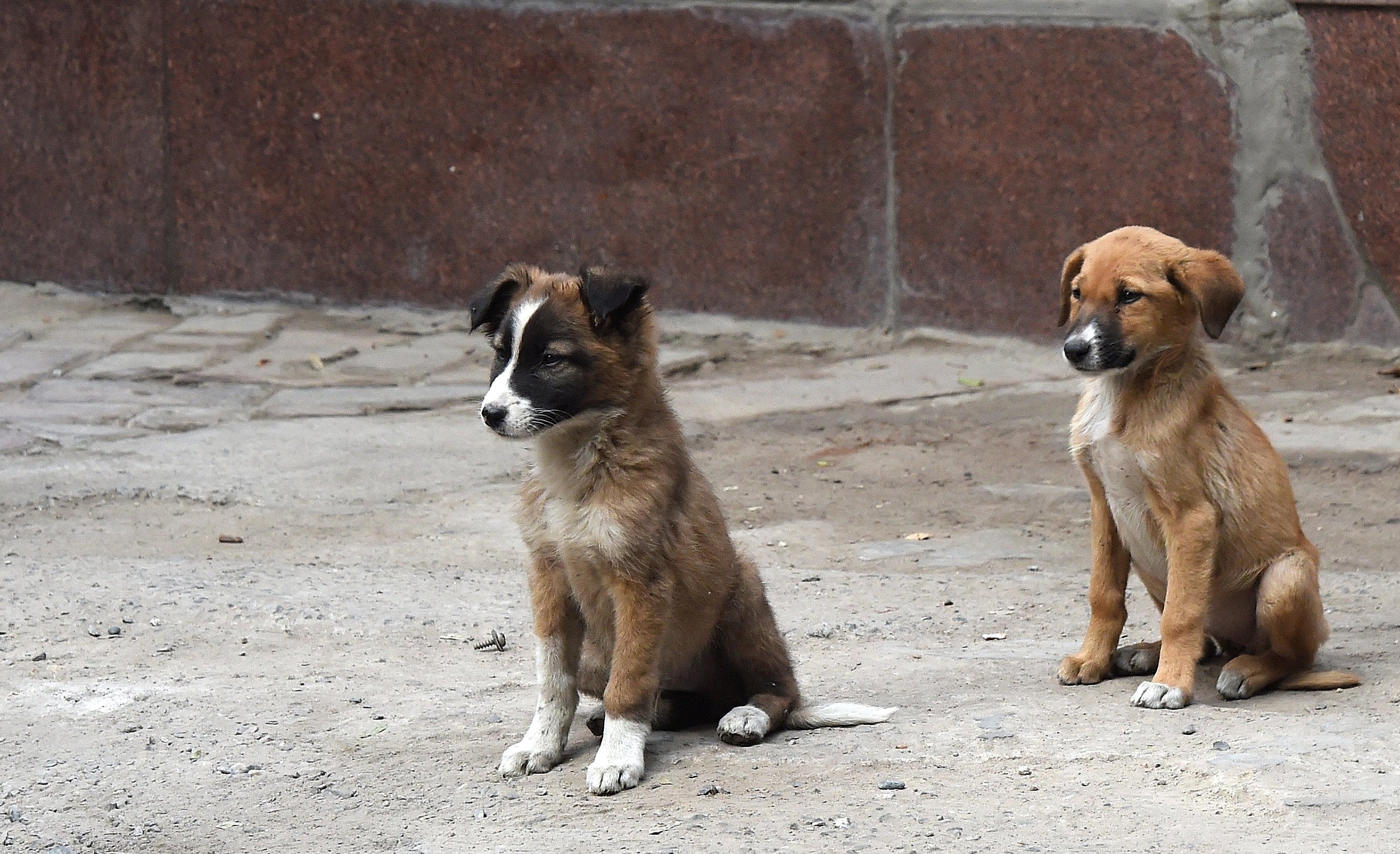 i found a puppy on the street