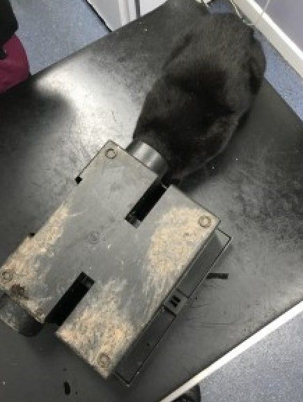Cat Caught in Rat Trap
