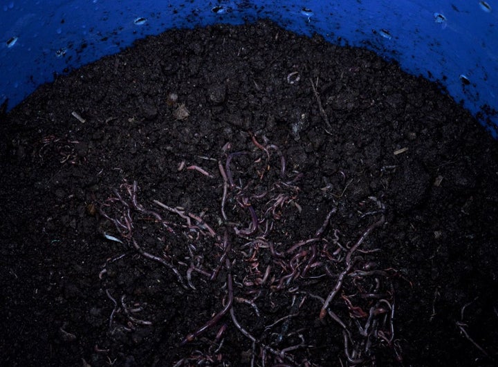 A Tiger Toilets digester, complete with worms and some starter compost, is ready to be installed and connected to a toilet.