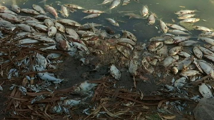 Dead fish along the Darling River bank in Menindee