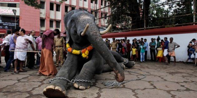 A chained temple elephant sits upon the command of his mahout as he is prepared for Fridayâs Pooram festival procession at a temple in Thrissur, India, Thursday, May 8, 2014. Pooram, a traditional festival marked with processions of decorated elephants, is one of the most famous festivals of the southern Indian state of Kerala. (AP Photo/Arun Sankar K)