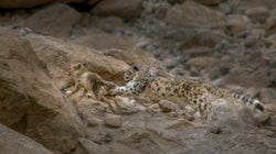 The Guardians Of Ladakh's Ghost