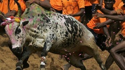 Jallikattu, Bull Races And What Makes A Man Sexy To