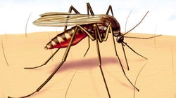 10 Commandments To Make Malaria Buzz Off
