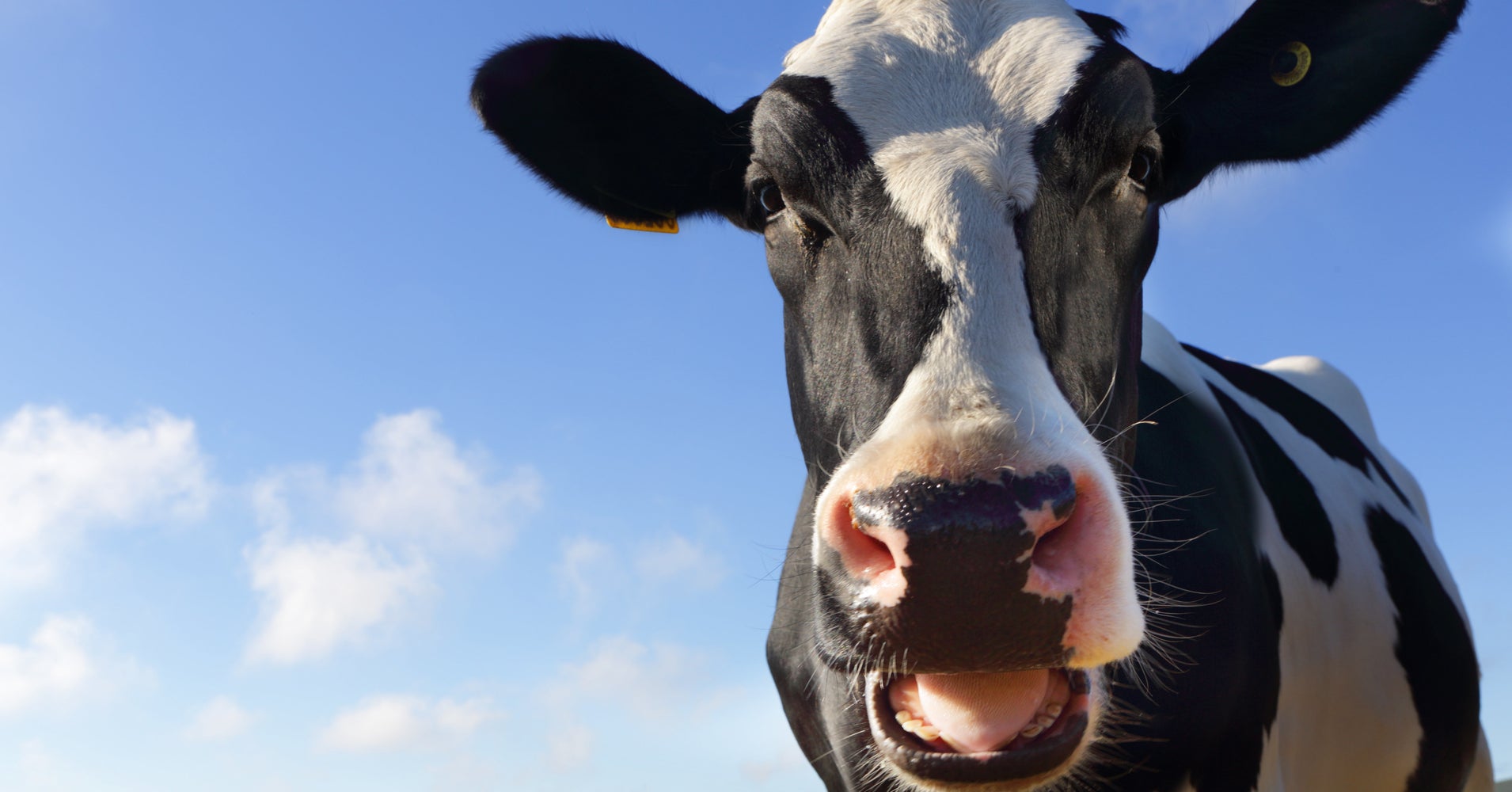 Escaped Rodeo Cow Is On The Lam In The Alaska Wild, And No