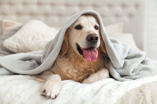 Dreading The Incoming Arctic Blast? How To Make The Most Of It, As Illustrated By Dogs