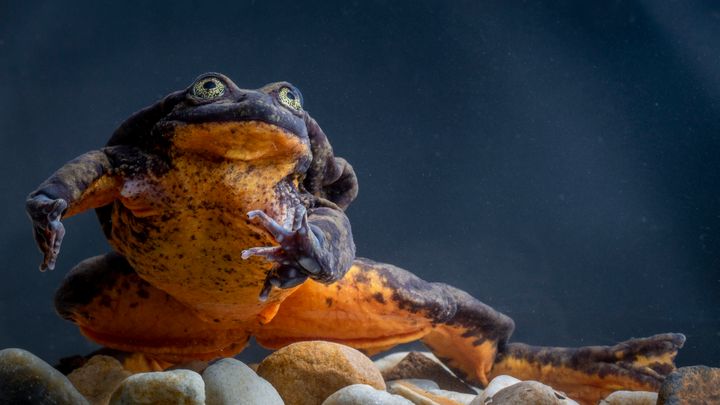 6 Cute Animals To End The Week: Lonely Frog Finds Love At Last And