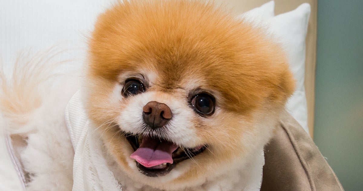 Fans Mourn The Death Of Boo, Pomeranian Known As 'World's Cutest Dog