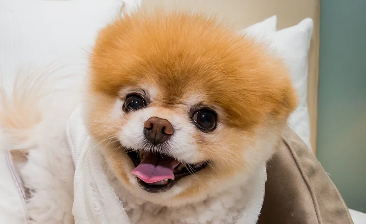 Pomeranian boo top
