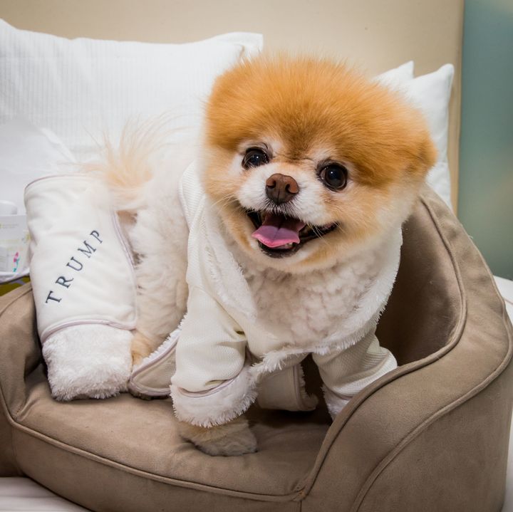 Boo, a dog massively famous on social media for his adorable face, in 2014.