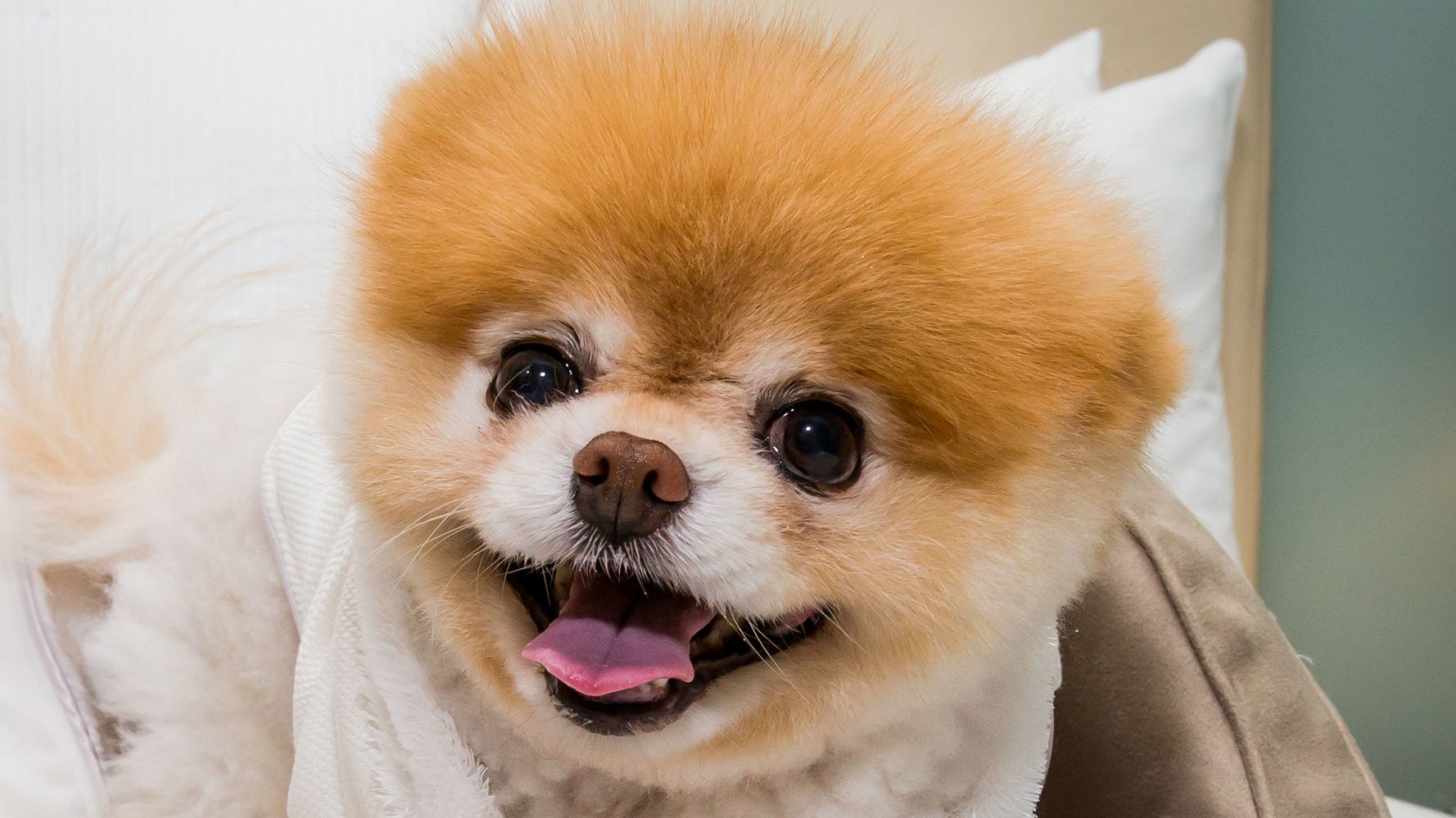 World's Cutest Dog Boo Dies Of 'Broken Heart