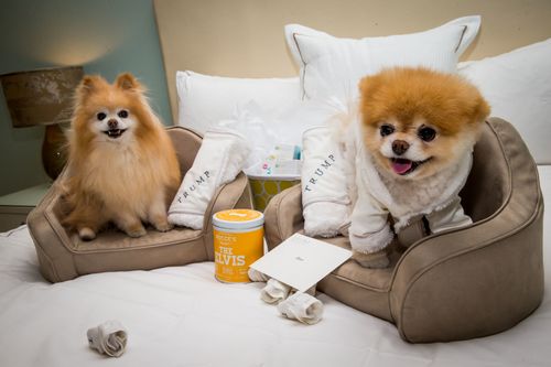 Boo shops and buddy pomeranian