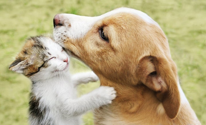Pets necessitam de uma série de cuidados de higiene e saúde e, portanto, podem precisar de plano de saúde.