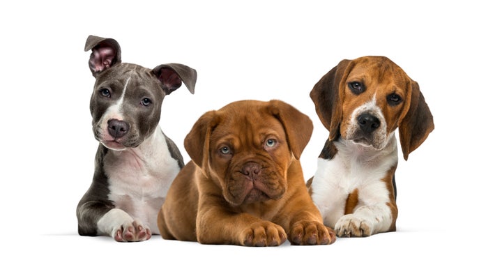 Há 3 modalidades de plano de saúde para cachorros e gatos.