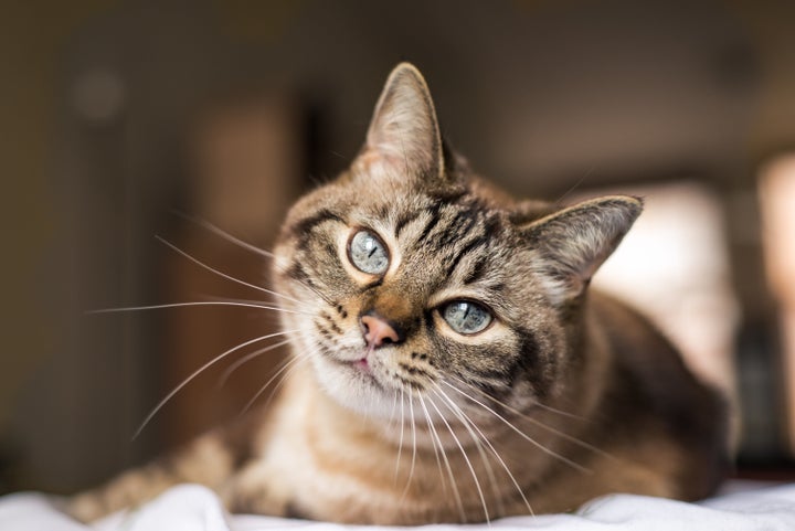 A maioria dos planos de saúde para cachorro e gato não têm abrangência nacional.