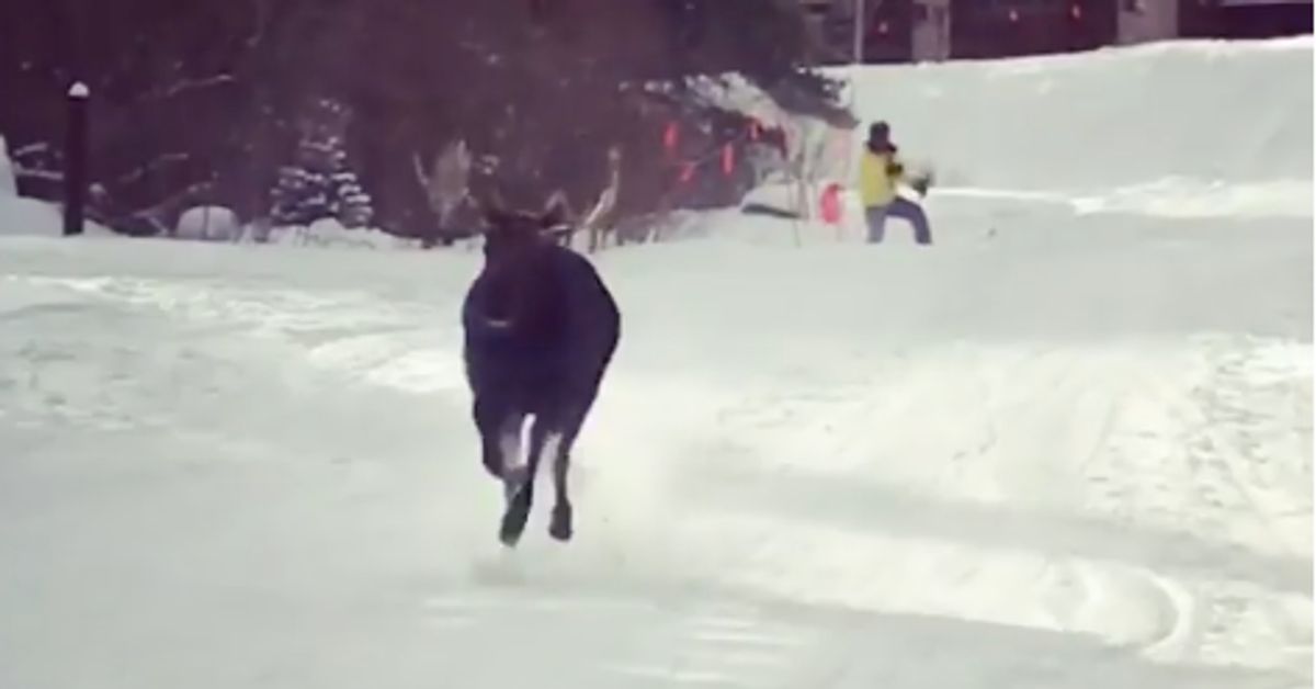 Moose Chases Skiers At Colorado Resort Huffpost Weird News 6219