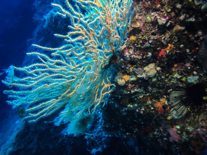 Coral inside the Egadi Islands Marine Reserve in Italy. How do you put a cost on the destruction of coral reefs?<br>
