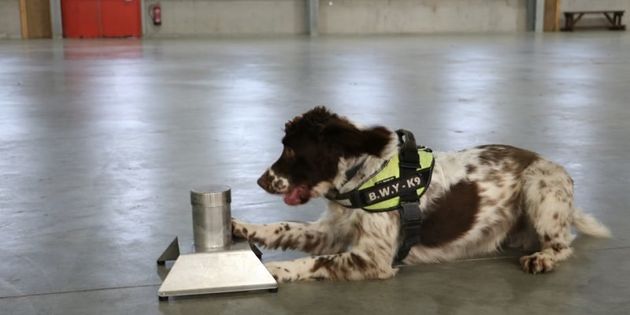 ﻿Scamp the sniffer dog has had a bounty placed on his head.