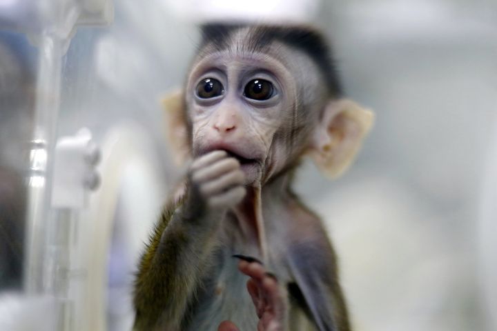A monkey cloned from a gene-edited macaque with circadian rhythm disorders is seen in a lab at the Institute of Neuroscience of Chinese Academy of Sciences in Shanghai, China January 18, 2019.