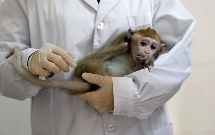 A lab technician holds a gene-edited macaque with circadian rhythm disorders, which was used to make five cloned monkeys, in a lab at the Institute of Neuroscience of Chinese Academy of Sciences in Shanghai, China January 18, 2019. 