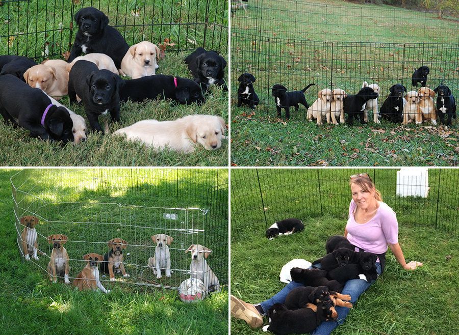 Cara with litters of puppies from adopted dogs