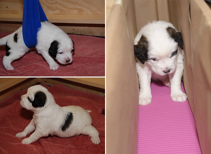 Fruitcake, a puppy born with swimmers syndrome, in his sling and specialised walking chutes