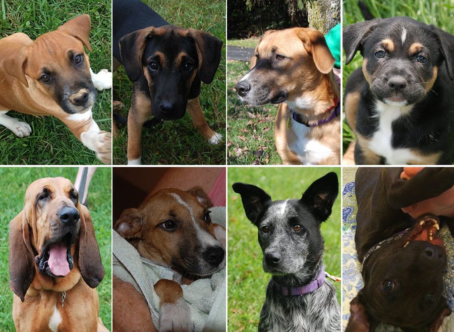 From top left, a selection of good dogs fostered by the Achterbergs: Homeboy, Charm, Rollie, Peggy, Whoopi, Rooney, Oberyn and Ginger
