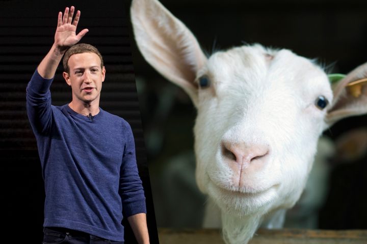 Facebook chief Mark Zuckerberg once ate meat only from animals he had killed himself, including goat.