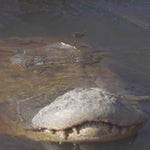 얼어붙은 호수에서 겨울잠 자는 악어의 모습이