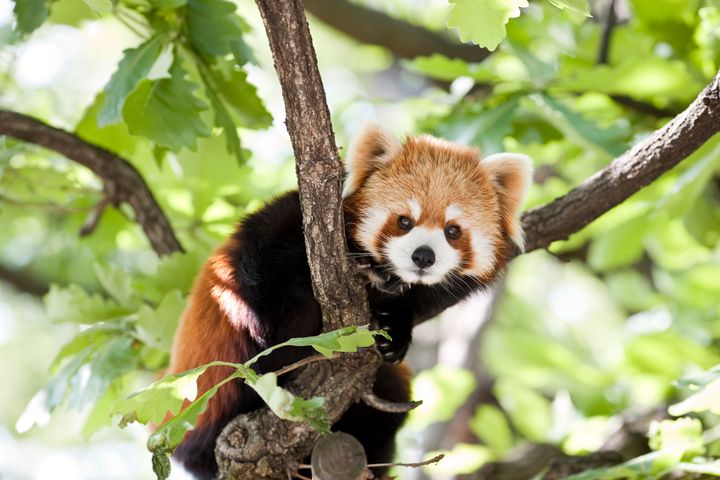 The red panda disappeared from its enclosure at Belfast Zoo.