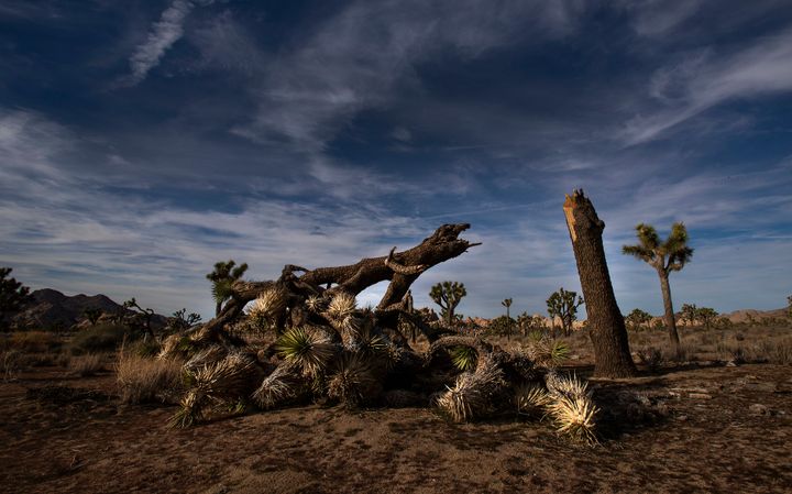 A once vibrant Joshua tree, felled in an act of vandalism in Joshua Tree National Park in California.