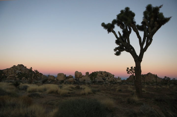Just eight rangers were on hand to oversee Joshua Tree’s sprawling 790,636 acres during the shutdown.