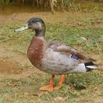 Πέθανε ο Τρέβορ «η πιο μοναχική πάπια στον κόσμο» - και είχε ένα τραγικό