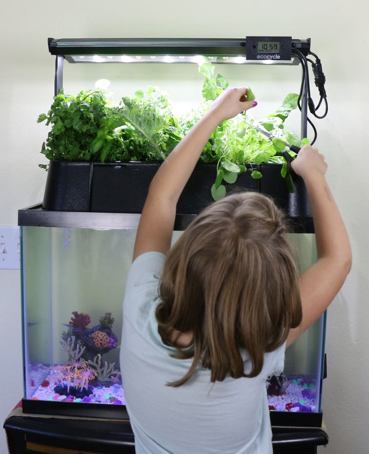 A child tends to an Ecolife tank in a school classroom.