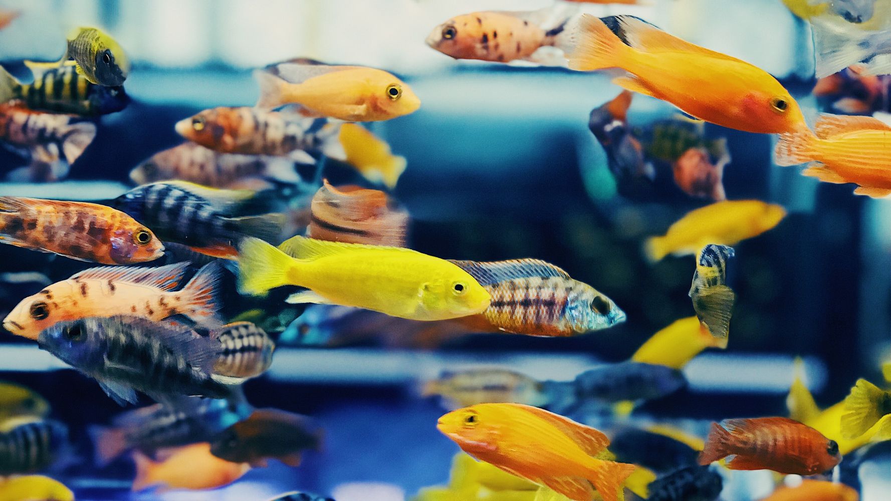 How Aquaponics, A.K.A. Fish Poop, Can Grow Food Using Less 