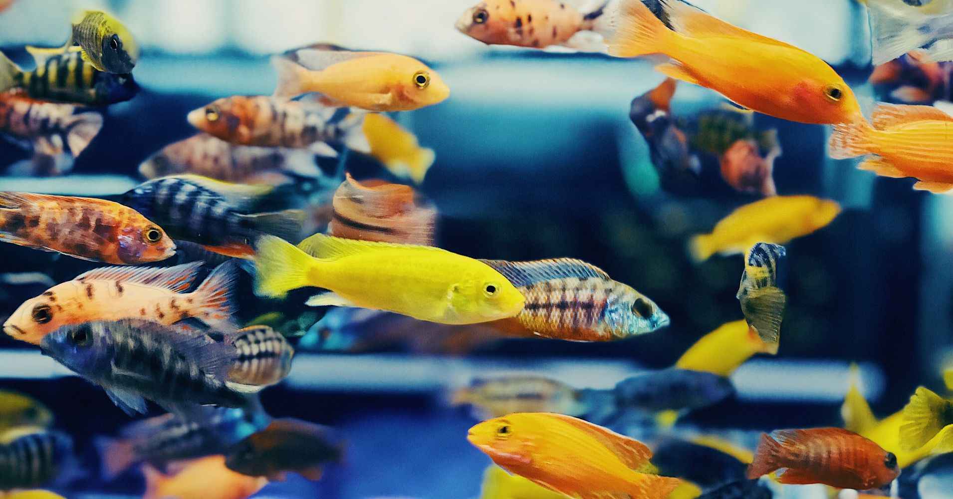 how aquaponics, a.k.a. fish poop, can grow food using less