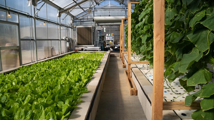 aquaponics plant leaves turning yellow - aquaponic