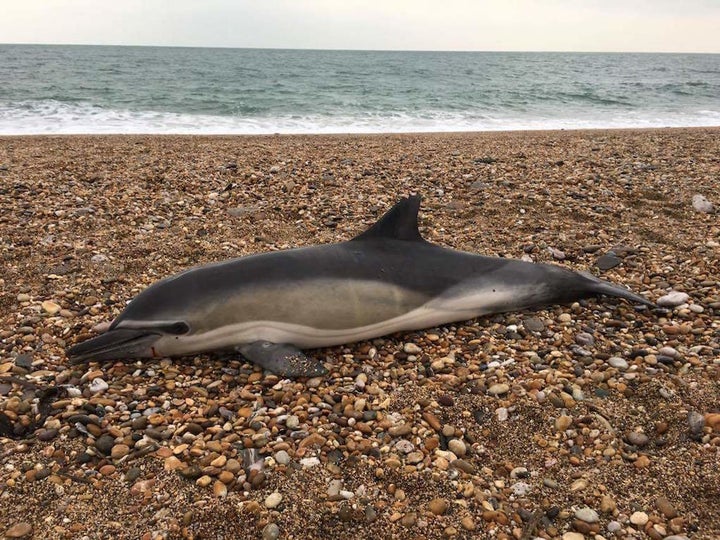 Researchers studying dozens of beached marine mammals, including dolphins, found plastic inside all of them.