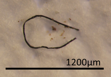 One of the synthetic fibers found inside the digestive tract of an animal from the study. 