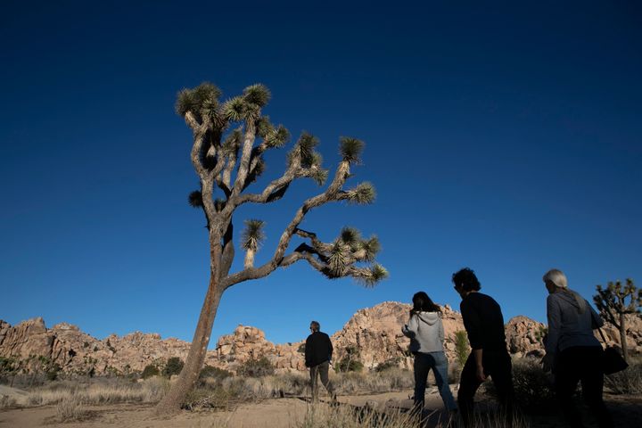 Joshua Tree National Park suffered extensive damage during the partial government shutdown.