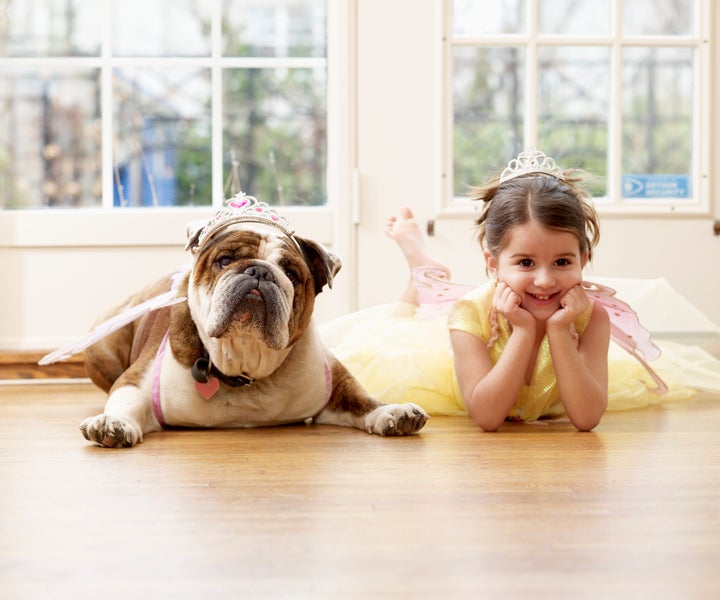 Buldogue inglês é calmo e afetivo com as crianças.