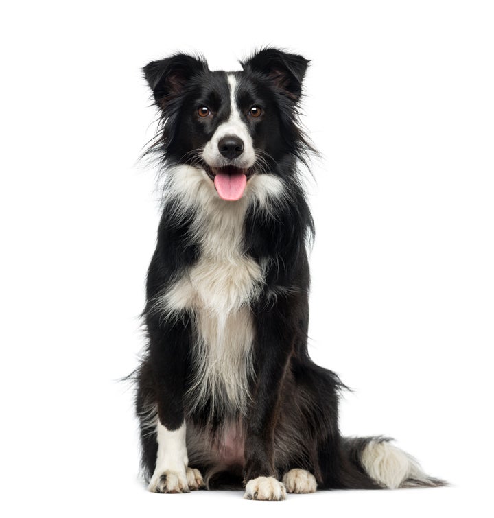 Collie é fácil de ser treinado e costuma ser obediente.